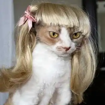 [MPK Magazin] Blond Cat Peruca, animale de Companie Peruca, Pisica Amuzant Peruca